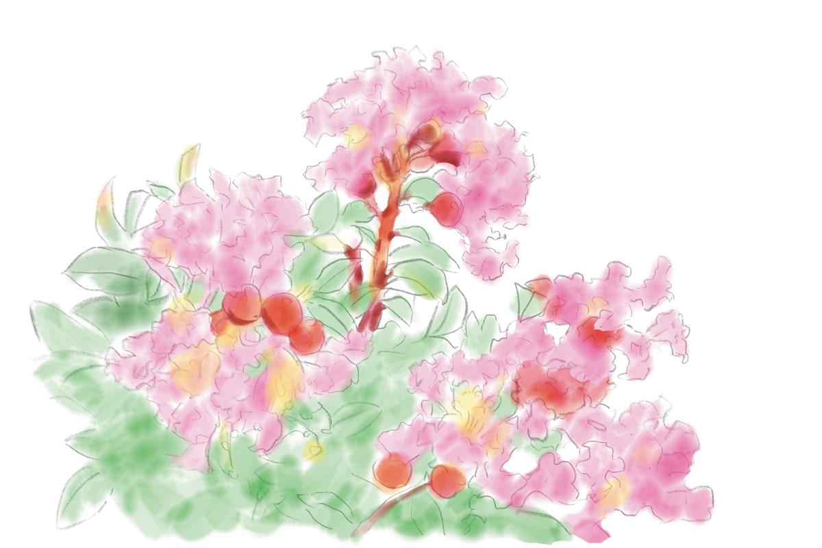 鎌倉で8月に見頃を迎える花1. サルスベリ（見頃：8月上旬～9月上旬）