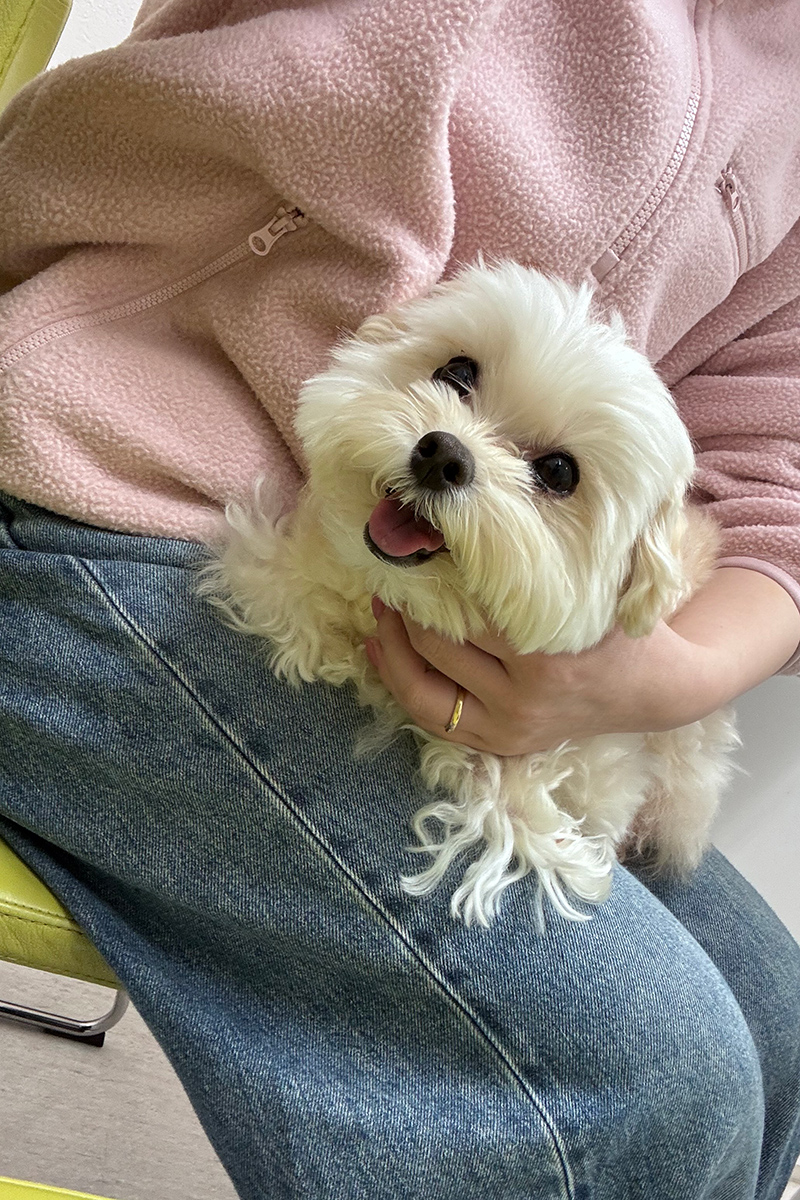 きゃりーぱみゅぱみゅ　愛犬