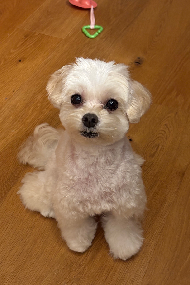 きゃりーぱみゅぱみゅ　愛犬
