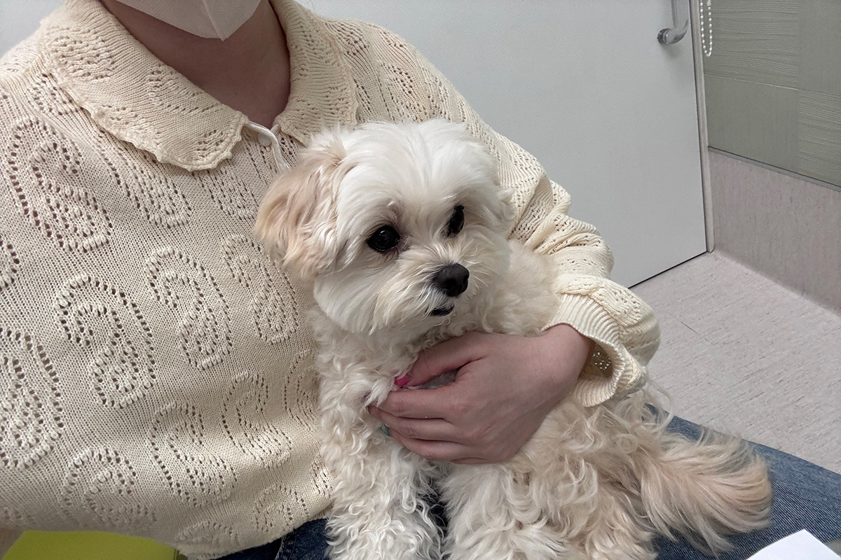 きゃりーぱみゅぱみゅ　愛犬