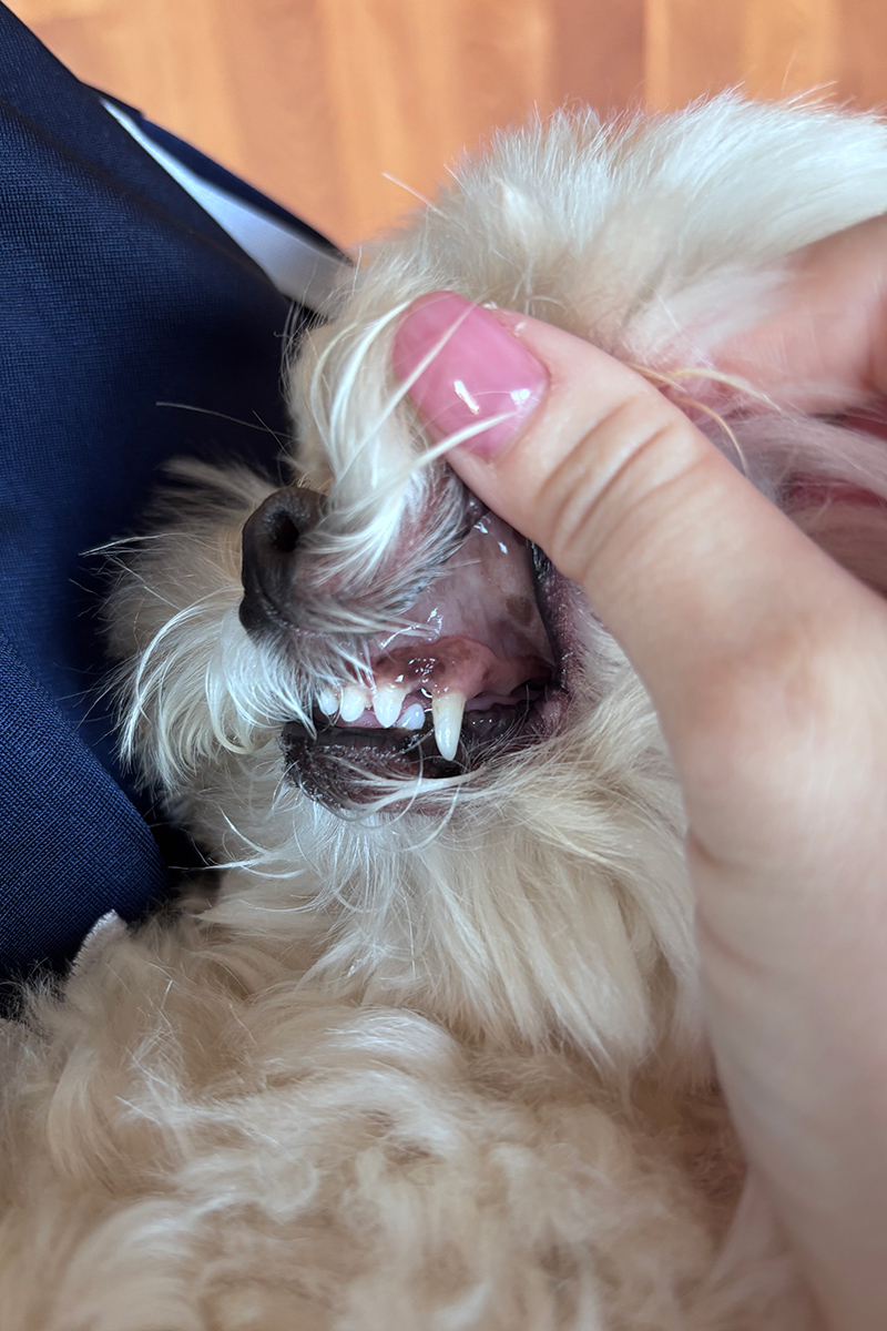 きゃりーぱみゅぱみゅ　愛犬