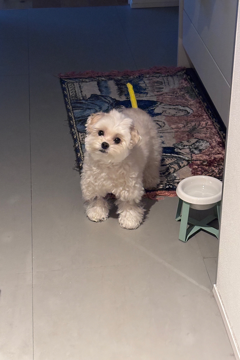 きゃりーぱみゅぱみゅ　愛犬