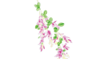 【鎌倉】海蔵寺の滝のようなハギは見逃せない。9月に見頃を迎える「花のカレンダー」