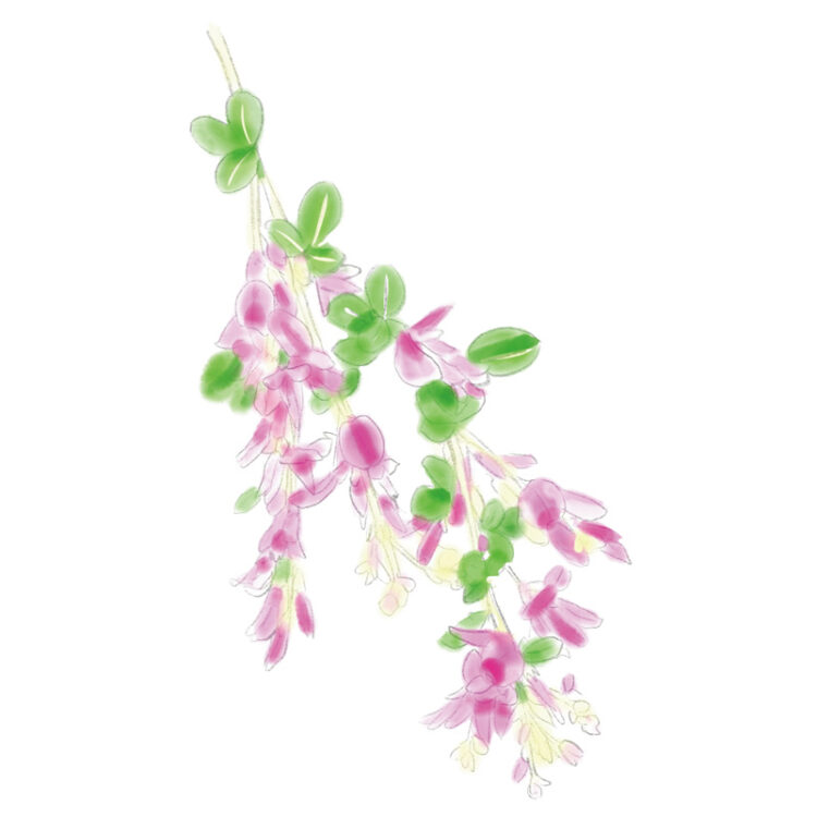 ハギ 鎌倉 ハギ 鎌倉