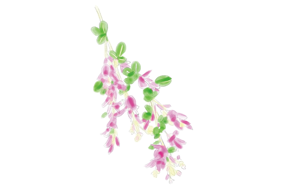 【鎌倉】海蔵寺の滝のようなハギは見逃せない。9月に見頃を迎える「花のカレンダー」