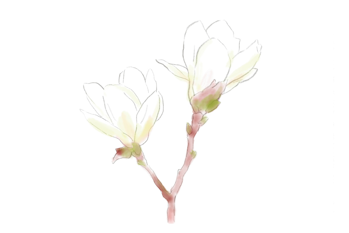 鎌倉で3月に見頃を迎える花1. ハクモクレン(見頃:3月上旬~下旬)