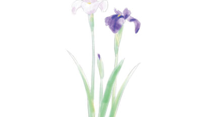 【鎌倉】明月院のハナショウブは必ず見たい。5月に見頃を迎える「花のカレンダー」