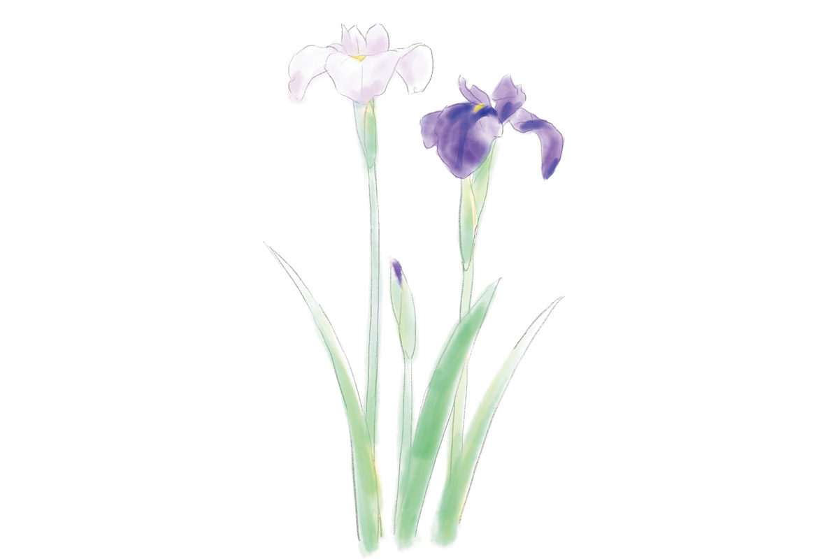 鎌倉で5月に見頃を迎える花2. ハナショウブ（見頃：5月下旬～6月上旬）