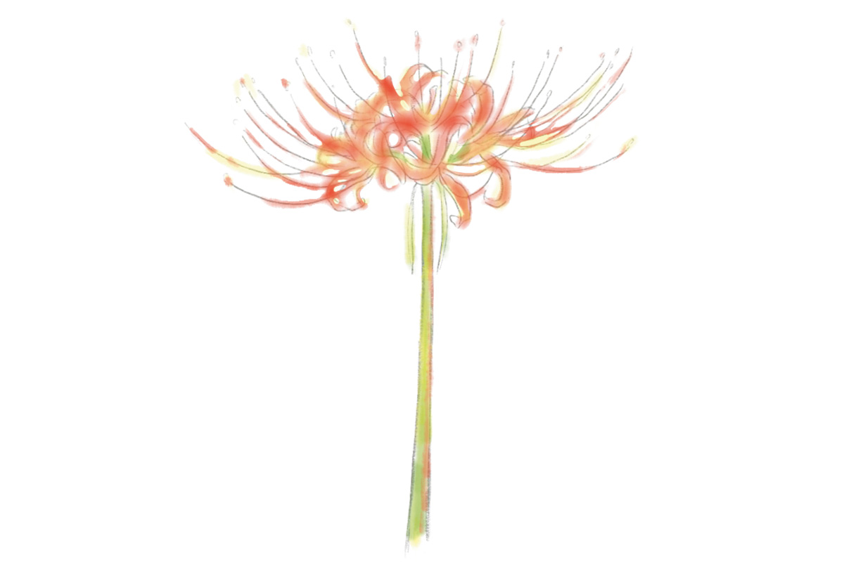 鎌倉で9月に見頃を迎える花3. ヒガンバナ（見頃：9月中旬～10月上旬）