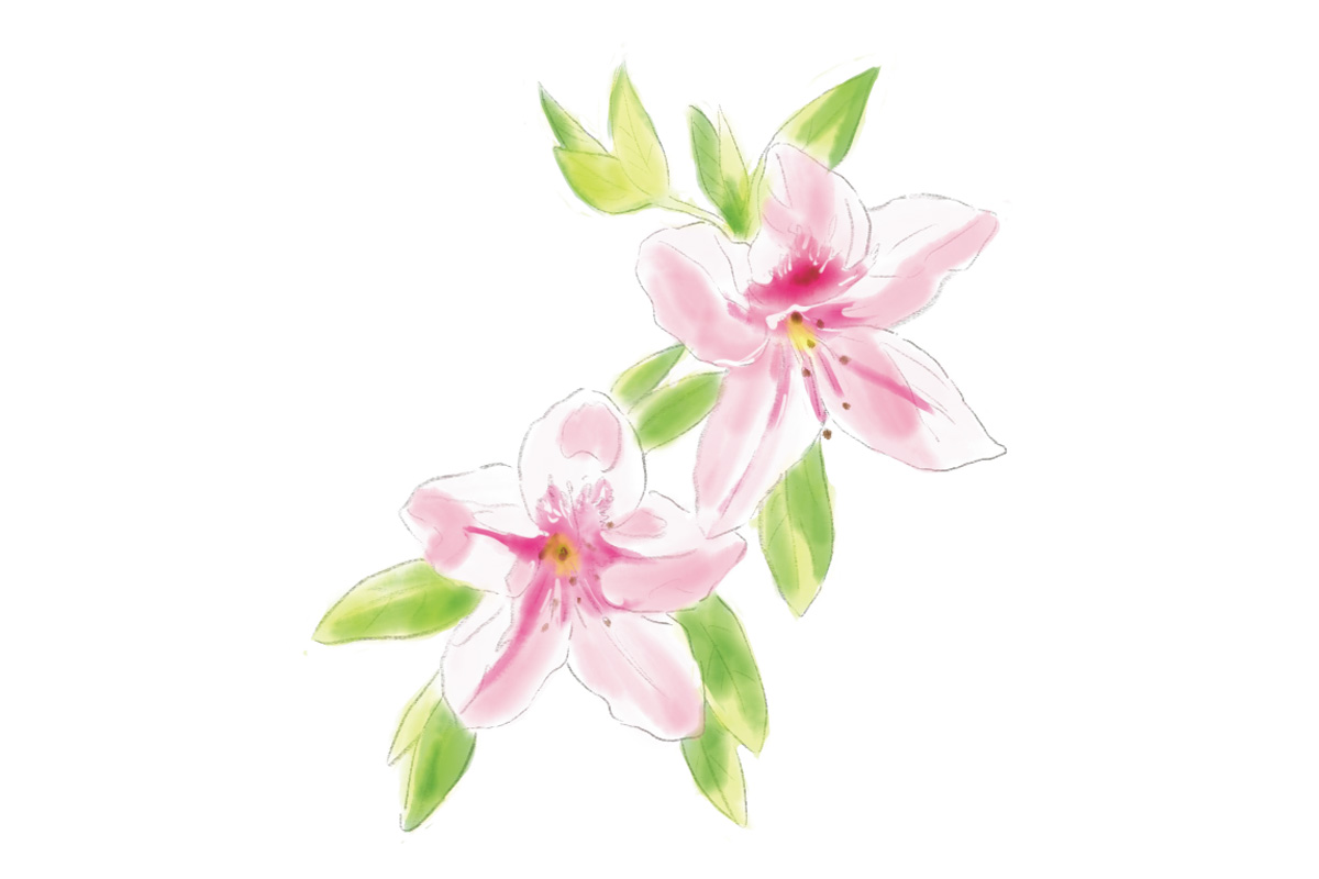 鎌倉で4月に見頃を迎える花4. ツツジ(見頃:4月中旬~5月上旬)