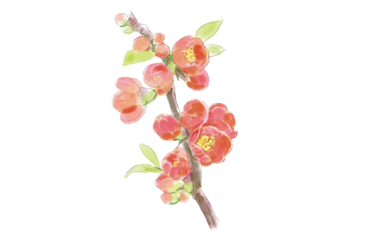 鎌倉で2月に見頃を迎える花3. ボケ(見頃:2月中旬~3月下旬)