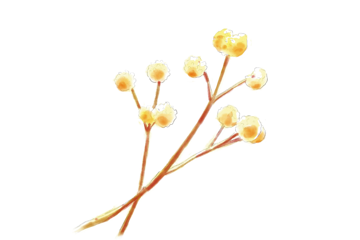 鎌倉で3月に見頃を迎える花3. ミツマタ(見頃:3月中旬~4月上旬)