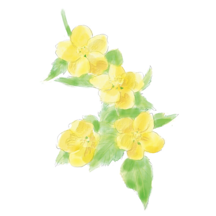 バラ科ヤマブキ属