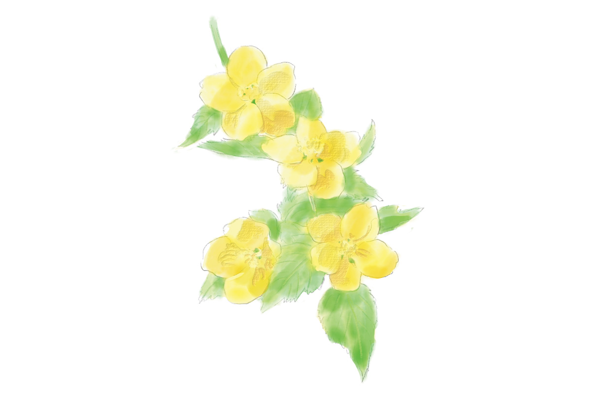 鎌倉で4月に見頃を迎える花2. ヤマブキ(見頃:4月中旬~5月上旬)