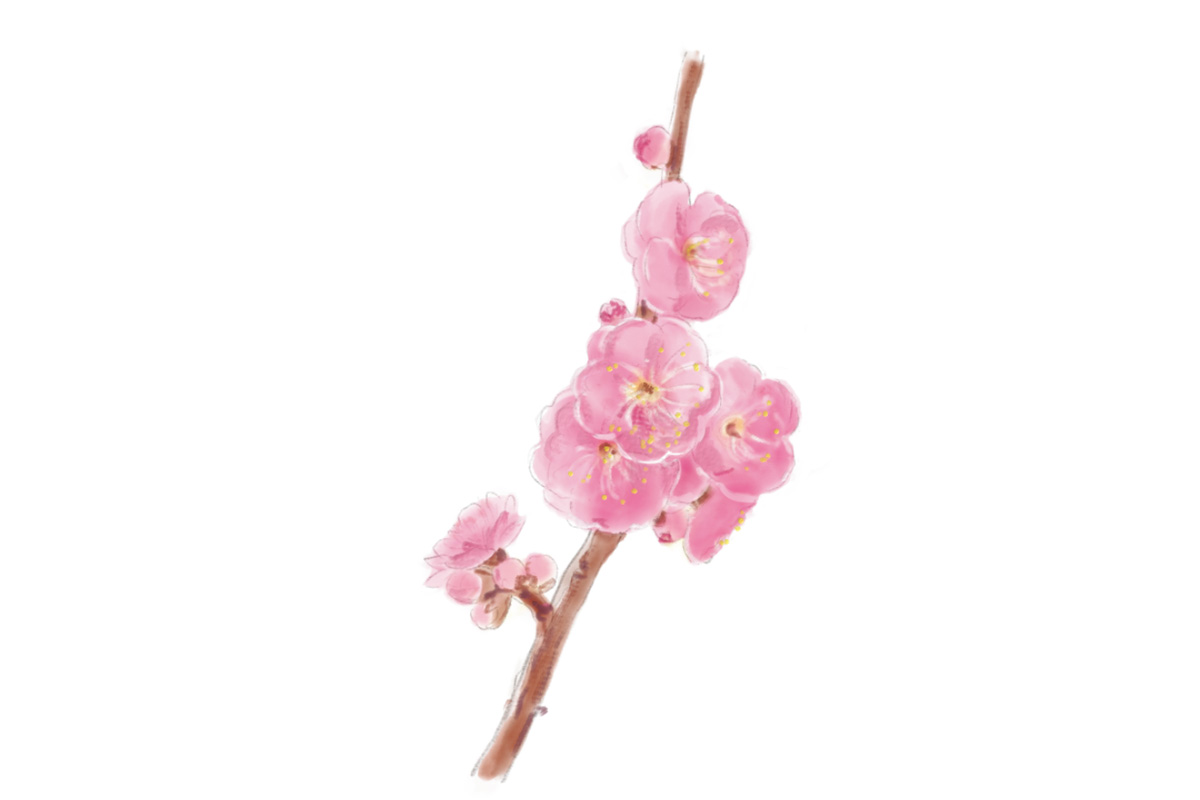 鎌倉で2月に見頃を迎える花1. ウメ（見頃：2月上旬～3月中旬）
