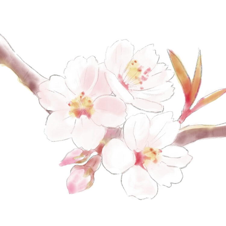 バラ科サクラ亜科サクラ属 バラ科サクラ亜科サクラ属
