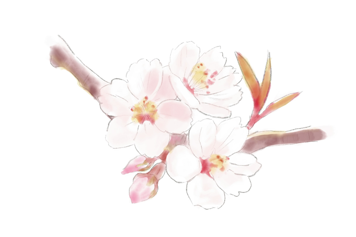 鎌倉で3月に見頃を迎える花2. サクラ（見頃：3月下旬～4月上旬）