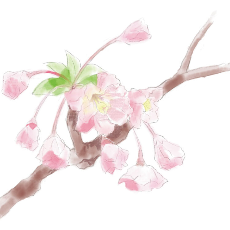 バラ科リンゴ属 バラ科リンゴ属