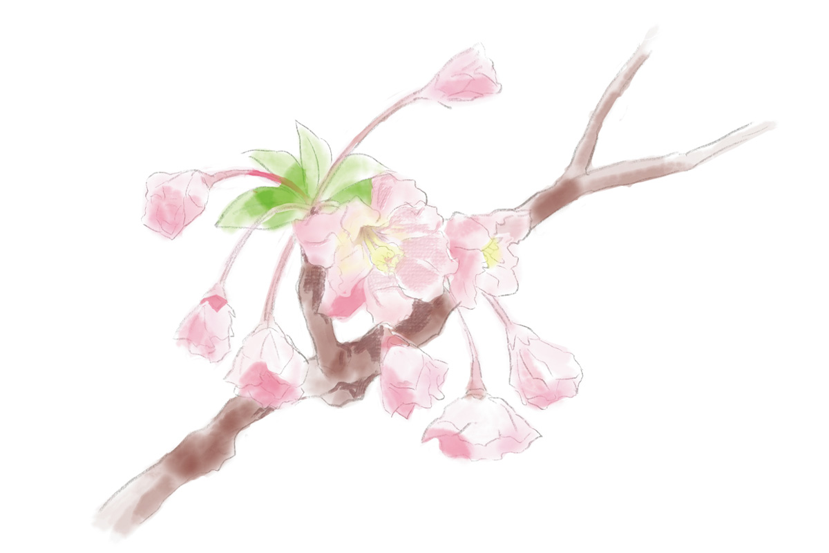 鎌倉で4月に見頃を迎える花1. カイドウ（見頃：4月上旬～中旬）