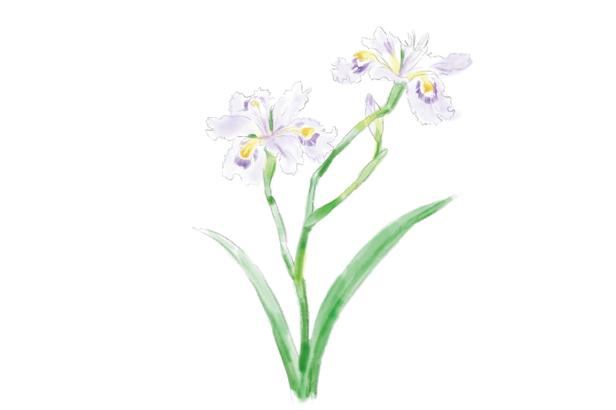 鎌倉で4月に見頃を迎える花3. シャガ(見頃:4月中旬~5月上旬)