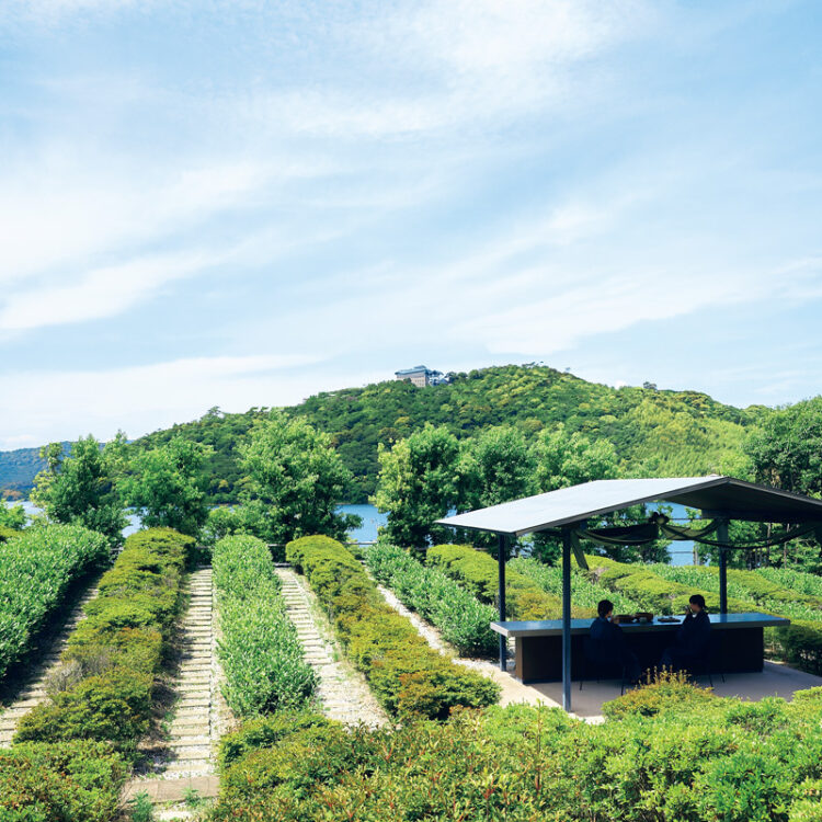 〈界 遠州〉の中庭にあるつむぎ茶畑。地域の伝統工芸品である遠州綿紬にちなんで名付けられた。毎年4 ～ 5 月の新茶シーズンには、茶摘みや製茶の体験プログラムも。