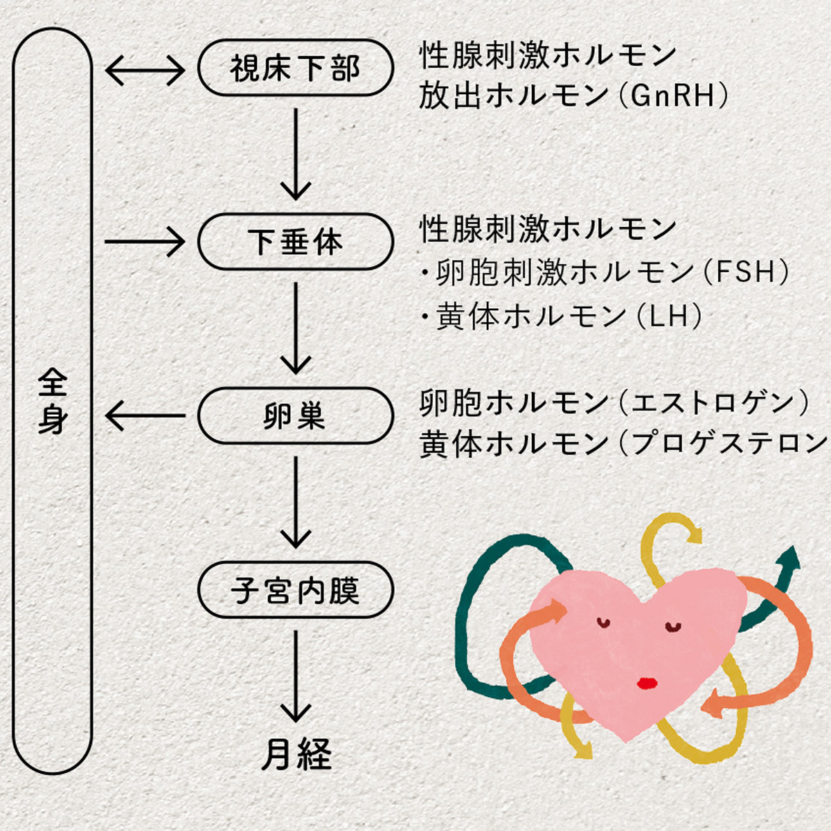 卵巣機能の調整システム　図解