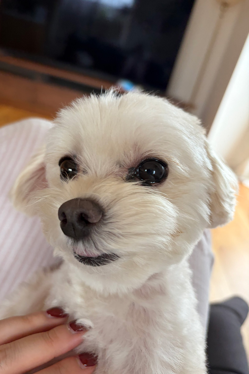 きゃりーぱみゅぱみゅ　愛犬