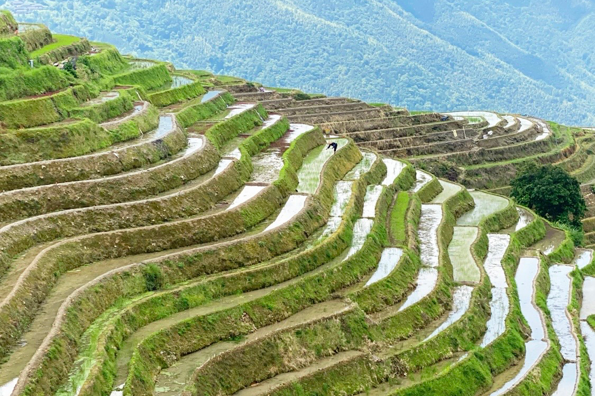 【世界の旅行者が選ぶ、Trip.Best「桂林」第4位】「龍脊梯田(りゅうせきていでん)」息をのむ棚田の絶景と、世界一の「髪長族」が待つ村へ!