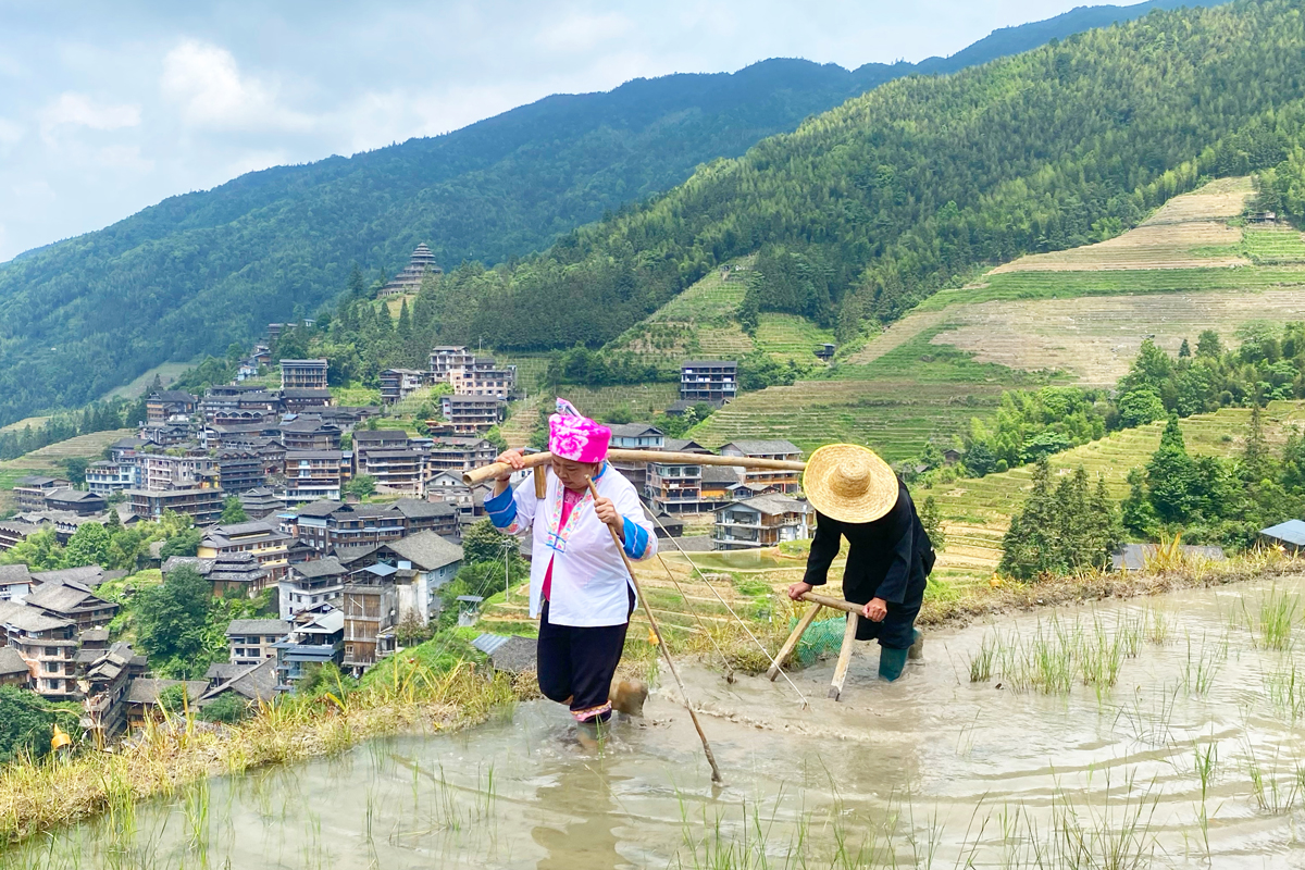 【世界の旅行者が選ぶ、Trip.Best「桂林」第4位】「龍脊梯田(りゅうせきていでん)」息をのむ棚田の絶景と、世界一の「髪長族」が待つ村へ!