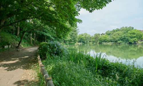 〈東京ワイナリー〉がある「大泉学園」駅から一駅お隣の「石神井公園」駅が最寄り。三宝寺池、石神井池の２つの池を中心とした公園で石神井城跡など歴史的な遺跡も。「池のまわりを散歩してリフレッシュしています」と越後屋さんの憩いスポット。