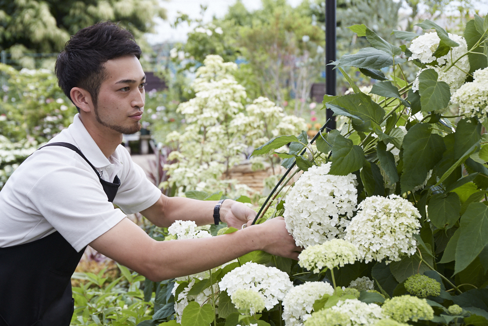 初夏に真っ白な花を咲かせるアナベルを手入れする難波さん。「アジサイの一種で栽培も比較的簡単。とても人気のある品種です」。