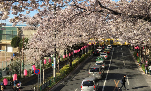 毎年、春になると満開の桜並木を見ながら歩ける中野通り。中野駅北口から新井薬師を通り、新青梅街道までの約2kmに約300本もの桜が咲き誇る通りの様子は圧巻です。〈カタリナ〉もまさにこの中野通りに面しています。