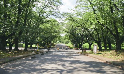 約300本ほどのヤエザクラやソメイヨシノの並木があり、桜の名所としても有名。森林浴をしながらの朝ヨガや、植物ネイチャーガイドなどの参加型イベントも実施しています。