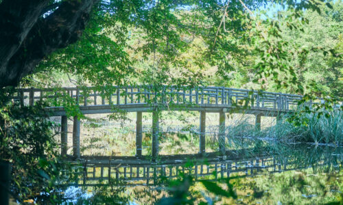 公園内には、石神井池と中の島をつなぐ石の橋、天然記念物に指定されている三宝寺池の沼沢植物群落にかかる橋など趣のある橋がいくつかあり、「〈ITOHEN〉のお弁当を持ってベンチで食べた後、橋めぐりがオススメです」と紗代子さん。