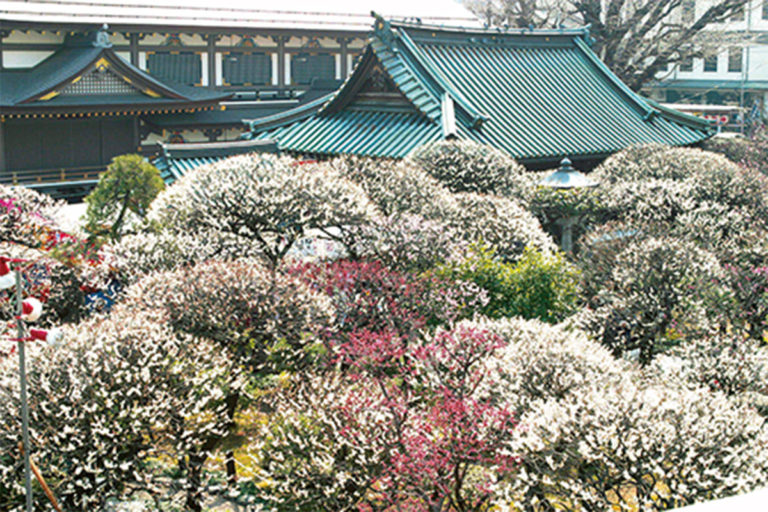 DMA-ume03