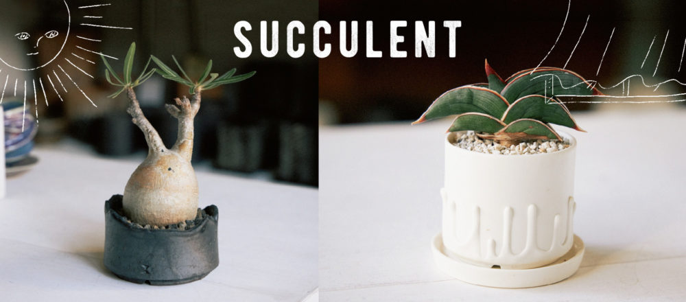 提升居家 植 感 塊根植物vs觀葉植物 讓植物在室內也可以快樂生長的培育法 Hanako Taiwan Lifestyle Hanako Taiwan