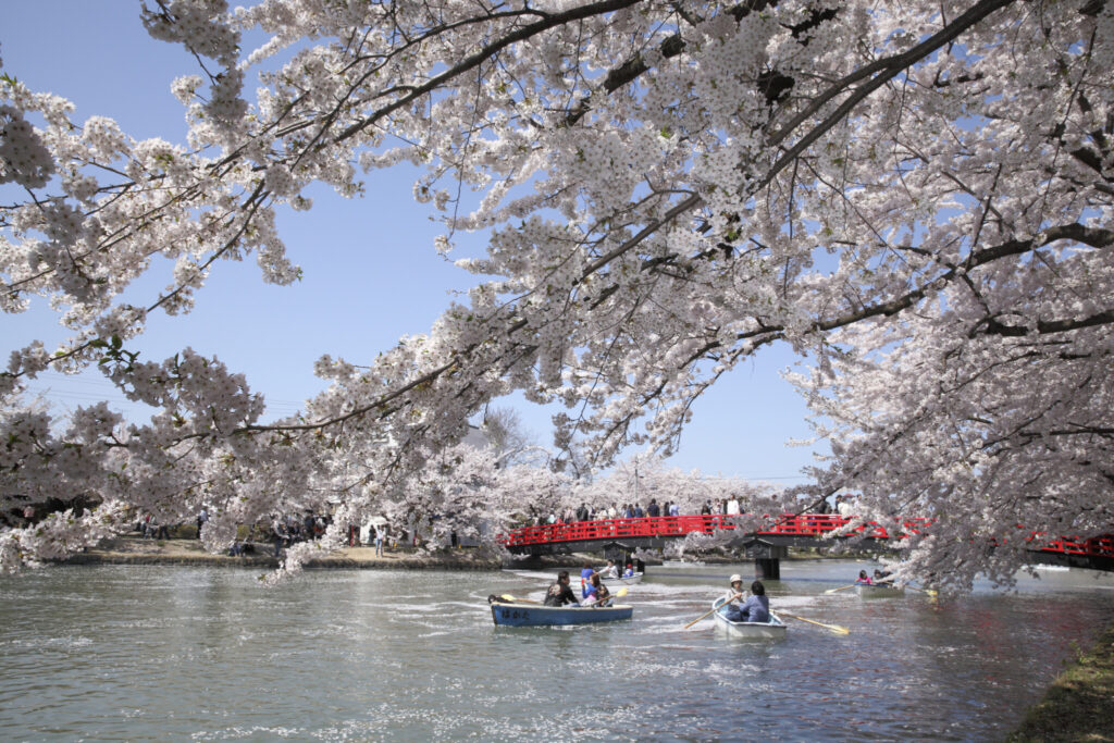 2022_弘前公園：外堀の桜 (昼) 